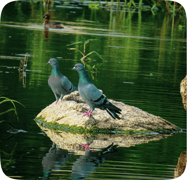 Birds on a rock in Okhla Bird Sanctuary lake