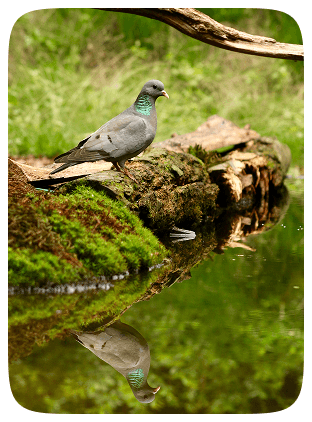 A bird perched on a mossy rock at Okhla Bird Sanctuary