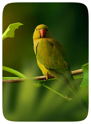 A green parrot perched on a branch at Okhla Bird Sanctuary