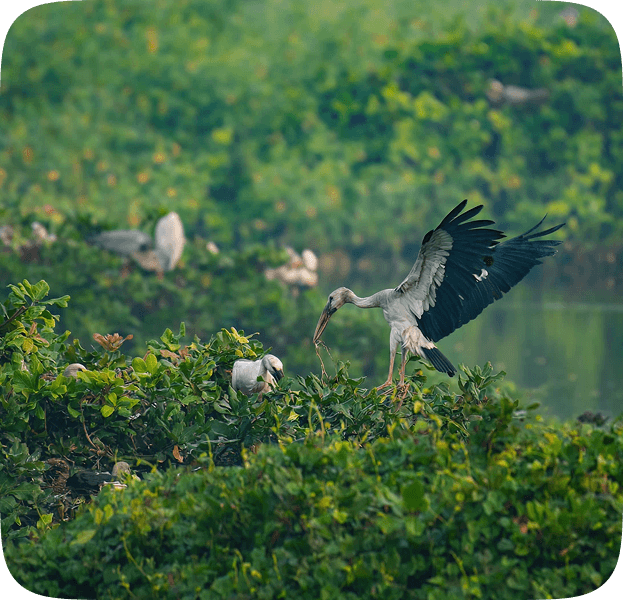 A heron bird in the trees at Okhla Bird Sanctuary